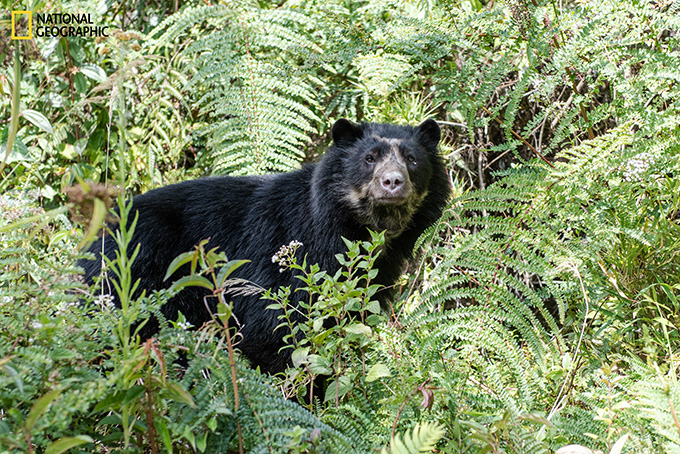 A close up image of an Andean bear looking ahead.